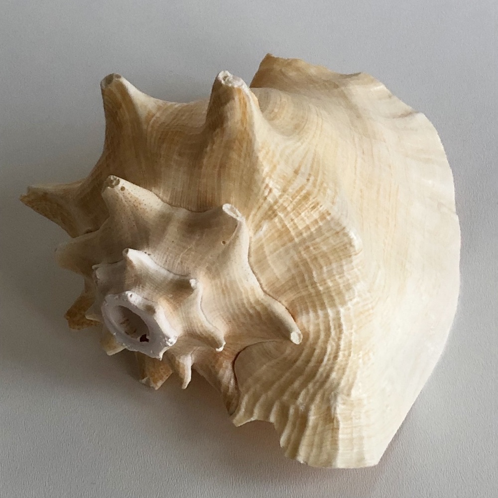 LARGE Horned Conch Shell Nautical Beach Decor - Picture 2 of 12